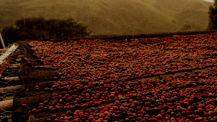 Cele mai rÄƒspÃ¢ndite soiuri de cafea
